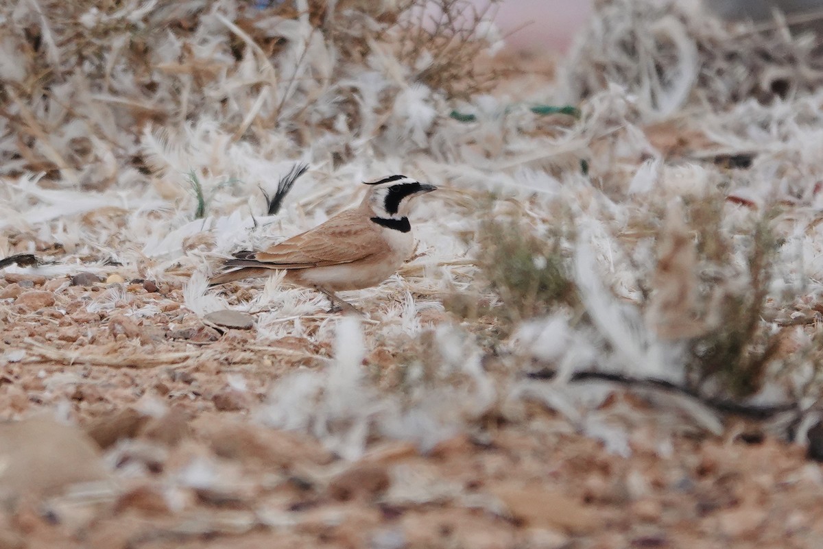 Temminck's Lark - ML642526734