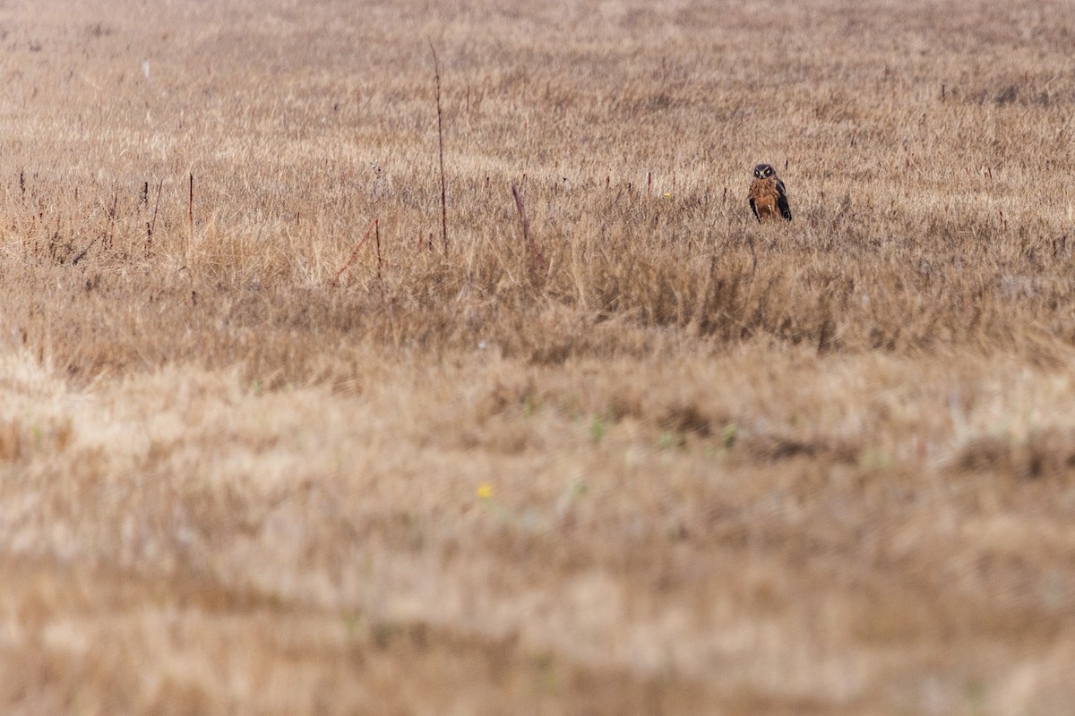 Northern Harrier - ML642526812