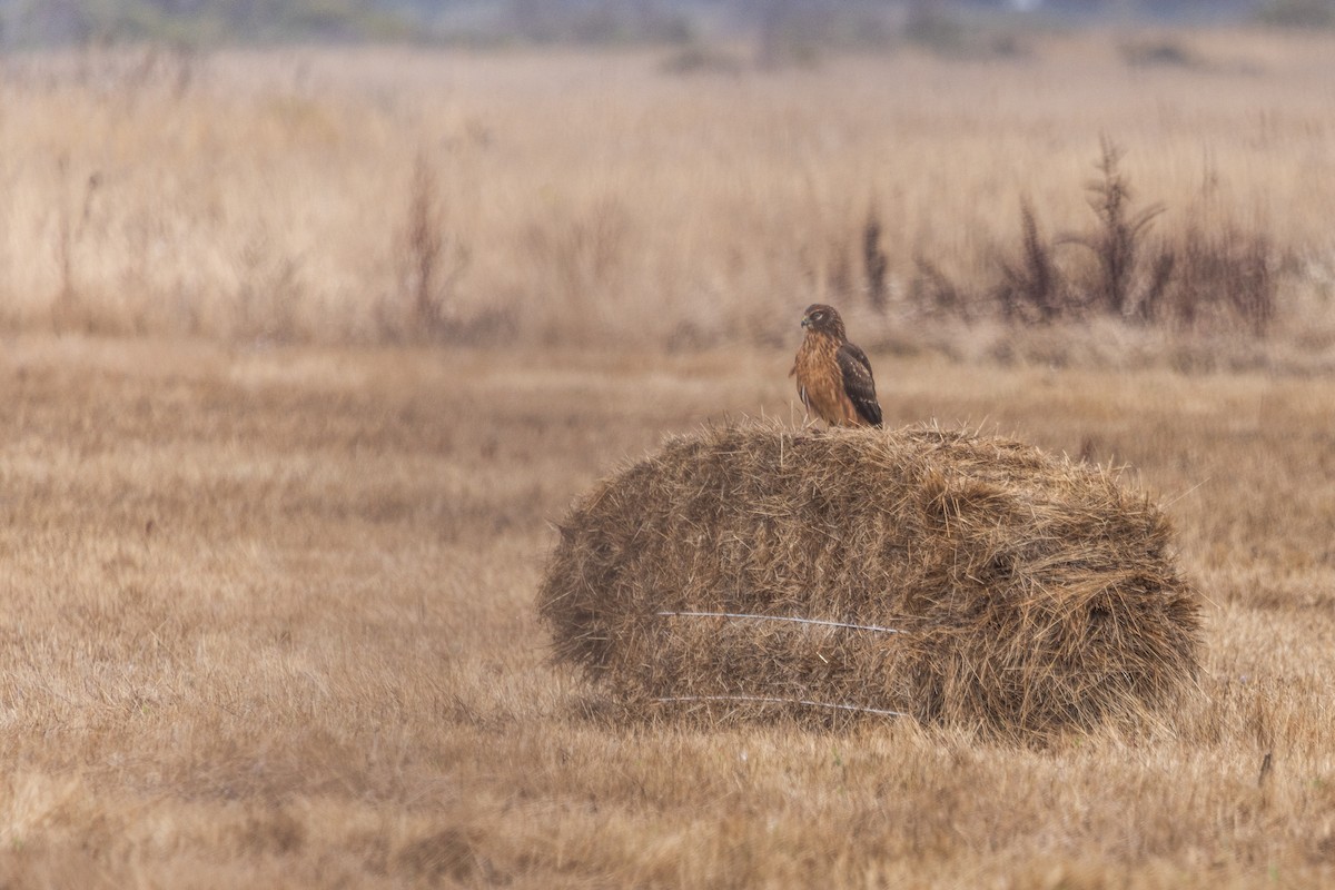 Northern Harrier - ML642526813
