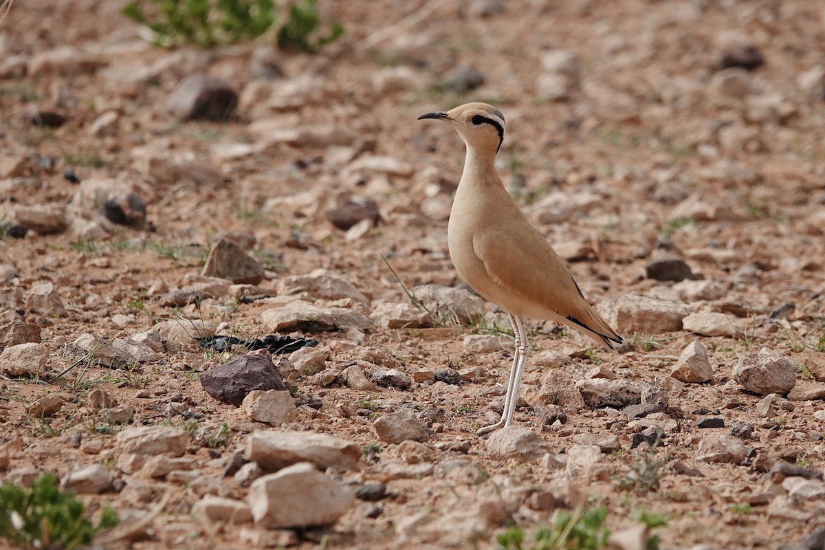 Cream-colored Courser - ML642526832