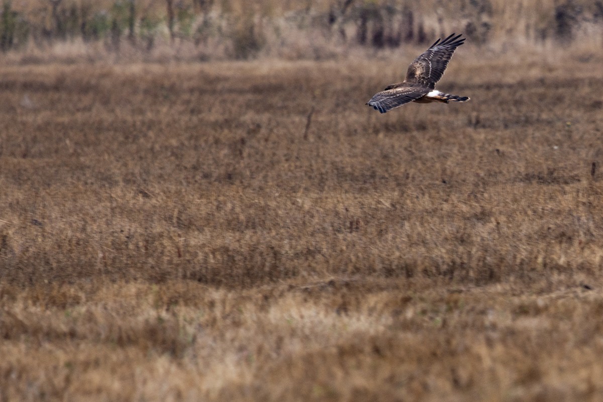Northern Harrier - ML642526841