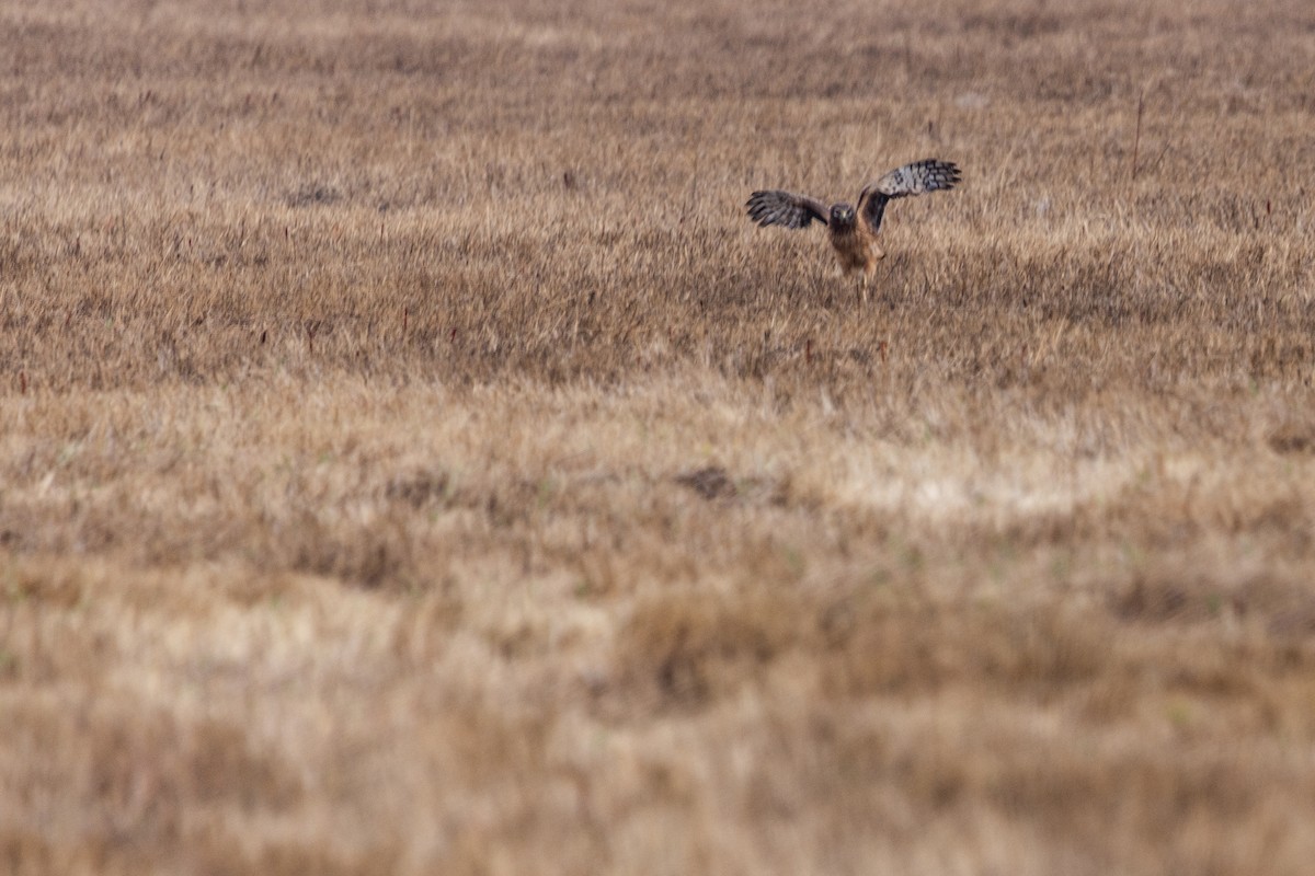 Northern Harrier - ML642526842