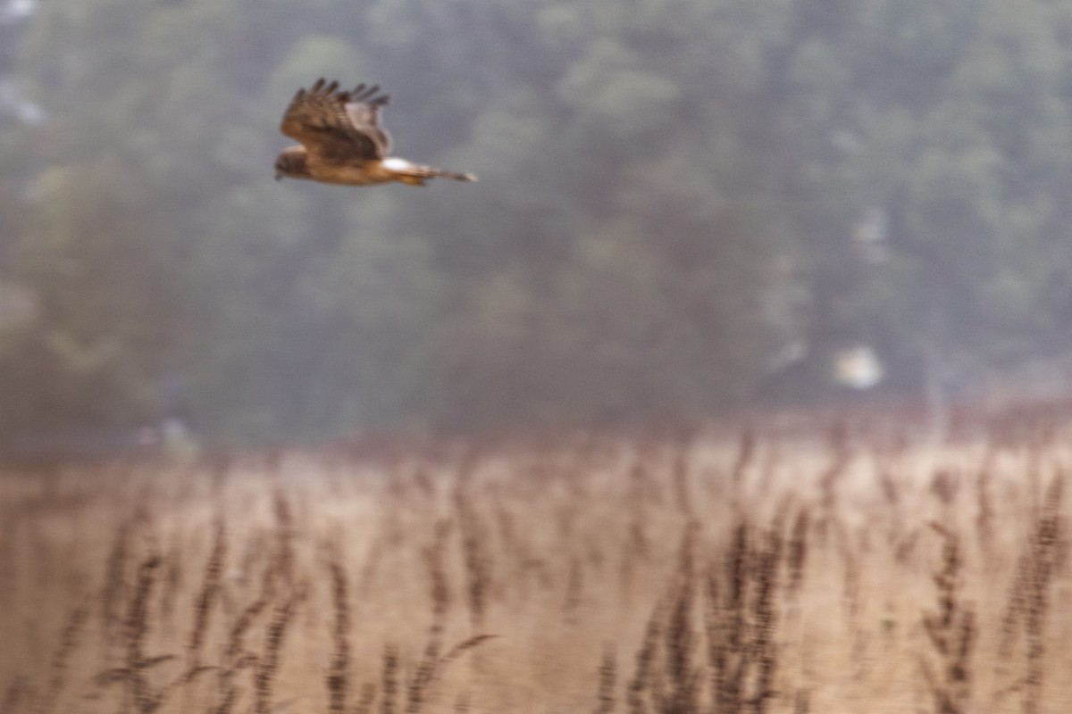 Northern Harrier - ML642526843