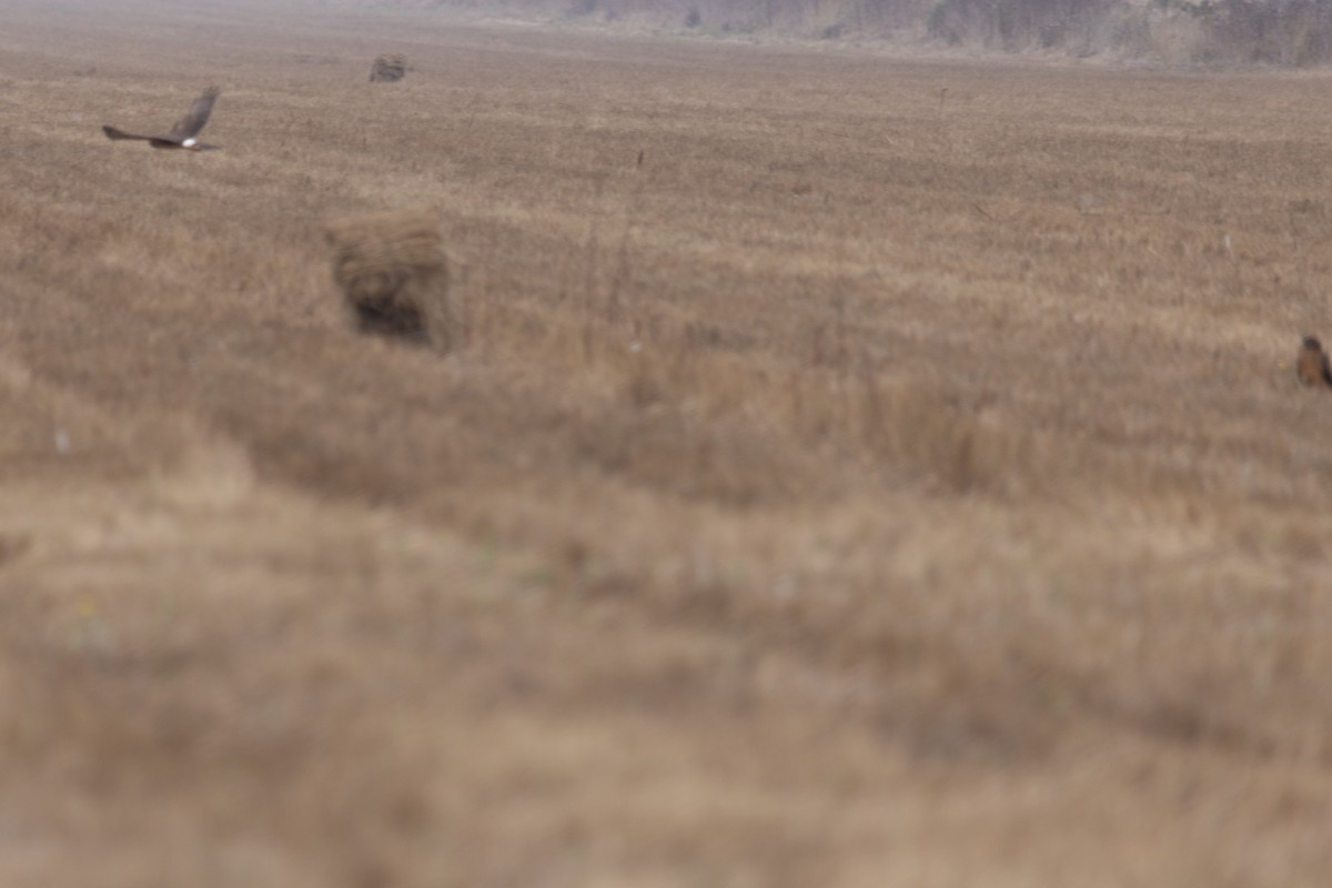 Northern Harrier - ML642526844