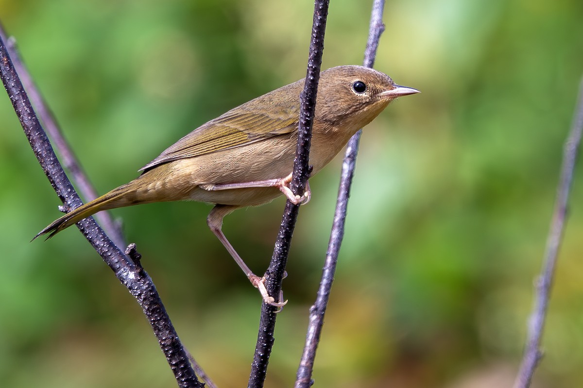 Common Yellowthroat - ML642526855
