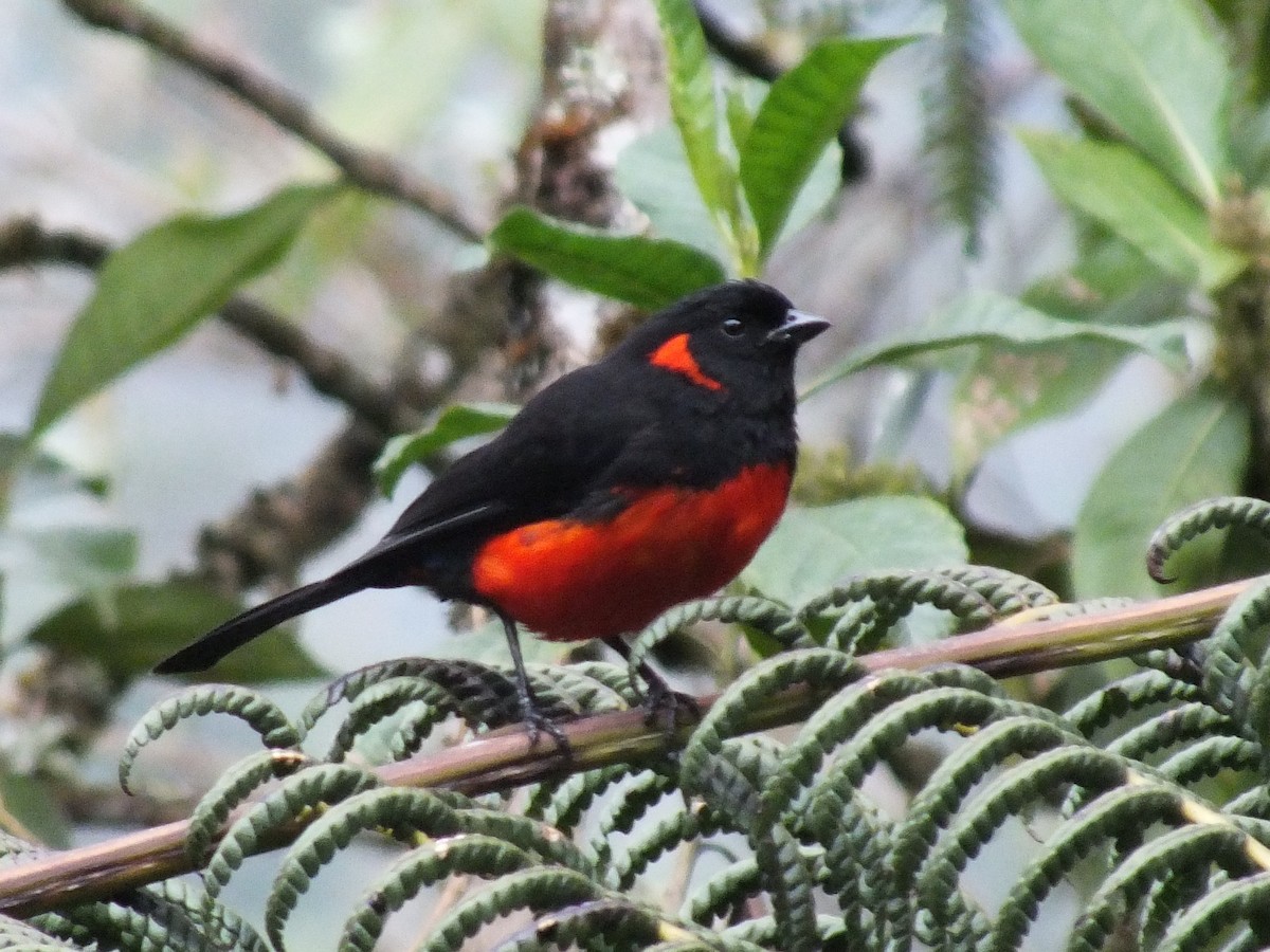 Scarlet-bellied Mountain Tanager - ML642526863
