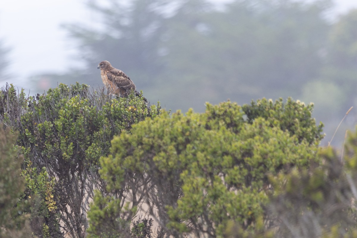 Northern Harrier - ML642526867