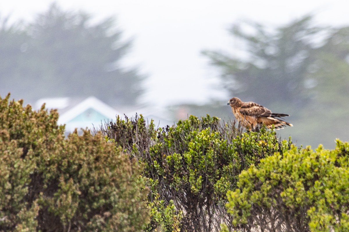 Northern Harrier - ML642526868