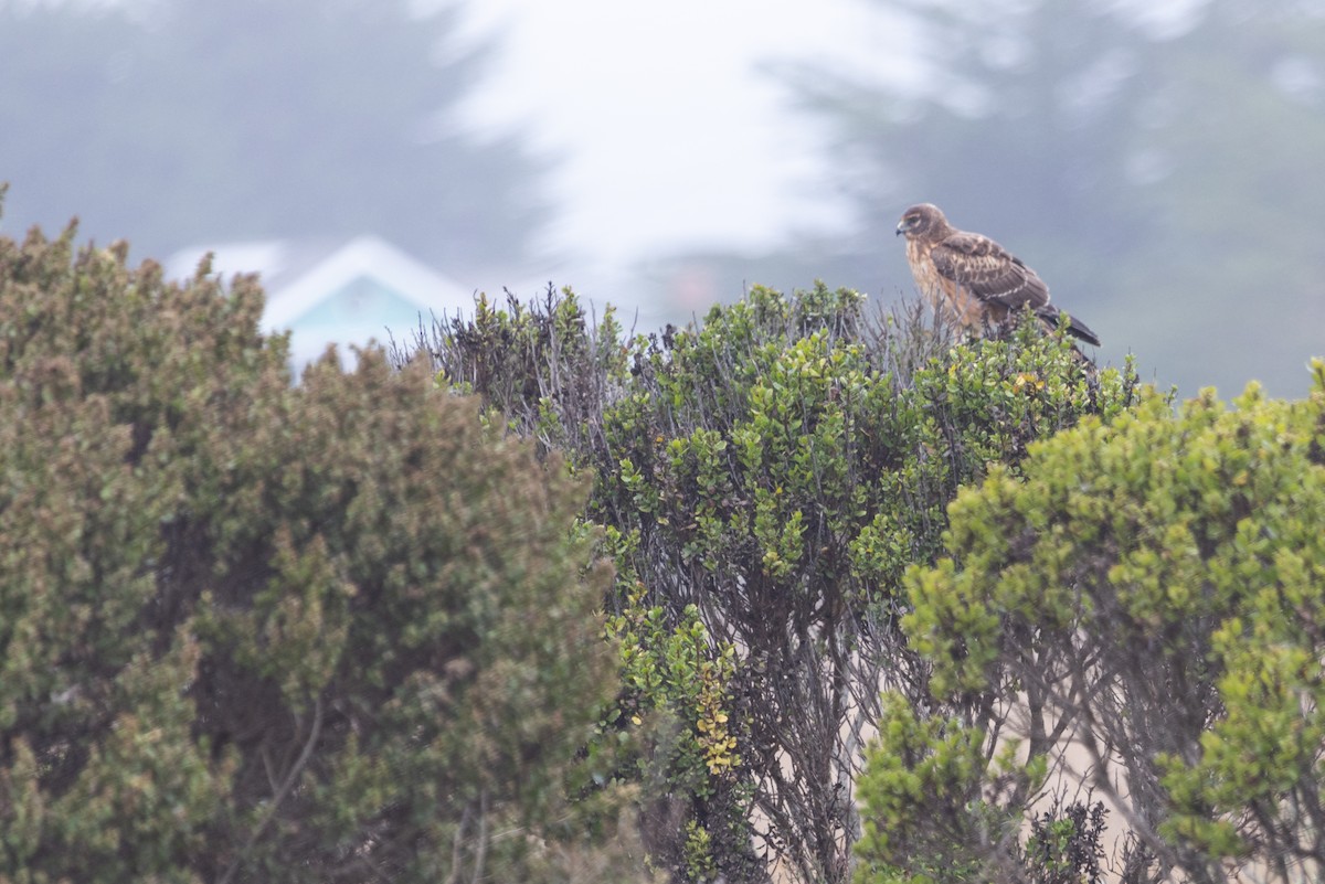 Northern Harrier - ML642526869