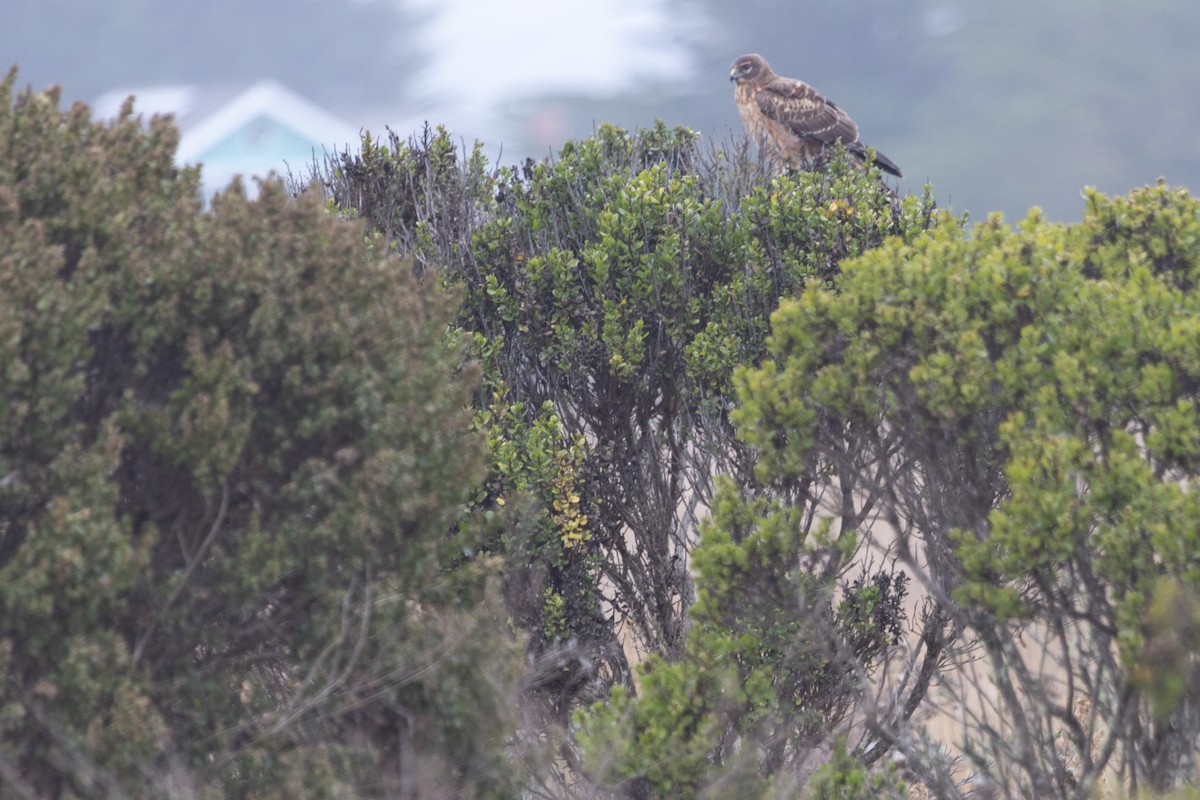 Northern Harrier - ML642526870