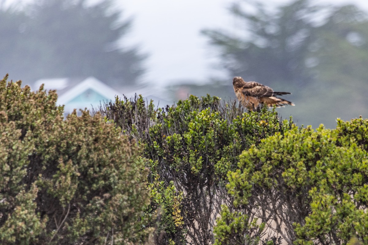 Northern Harrier - ML642526871