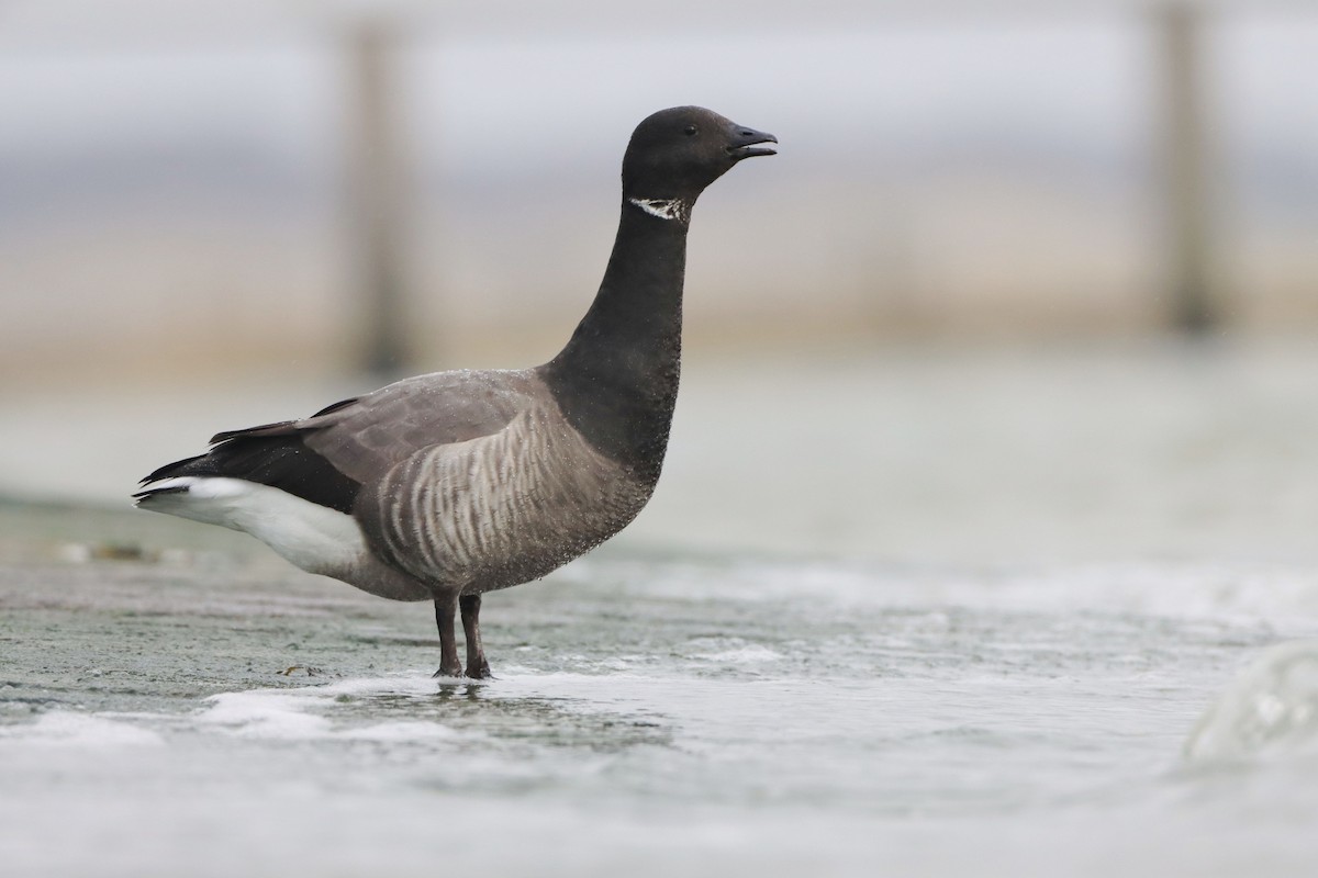 Brant (Dark-bellied) - ML642526935