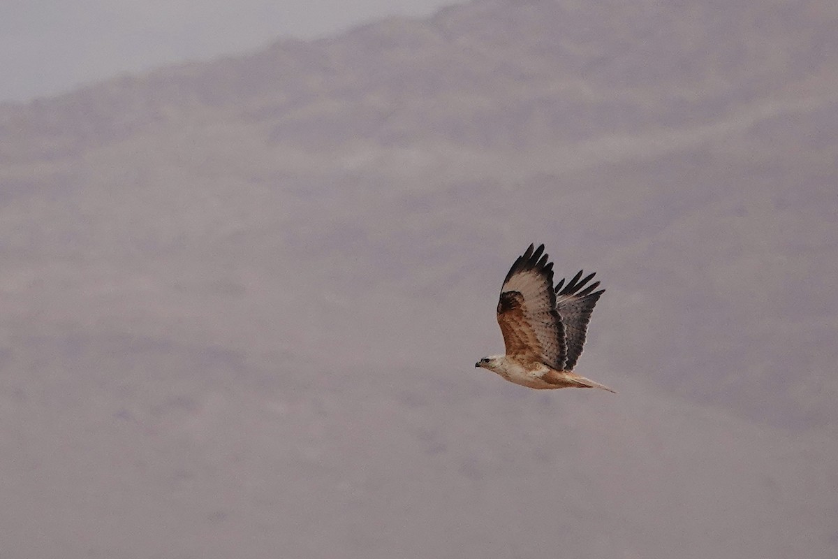 Long-legged Buzzard (Atlas) - ML642526941