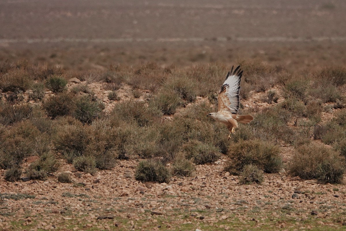 Long-legged Buzzard (Atlas) - ML642526942