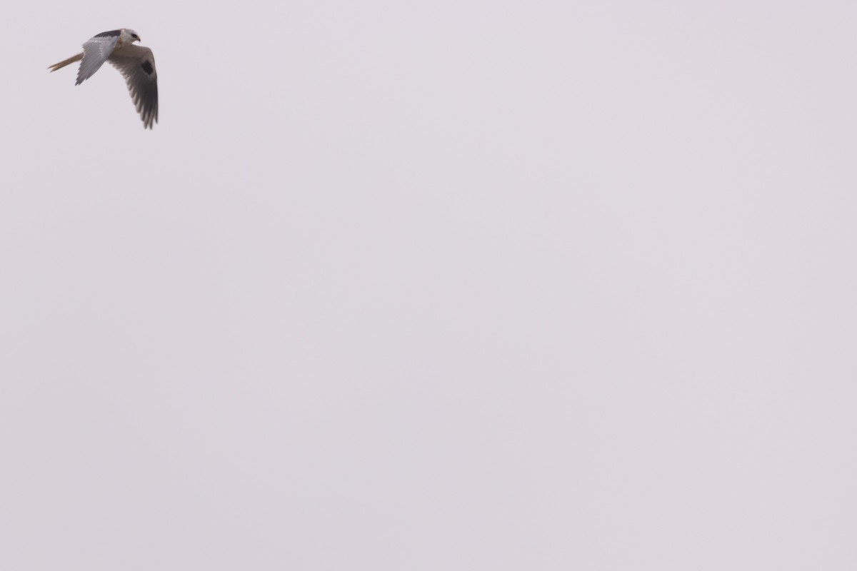 White-tailed Kite - ML642526976