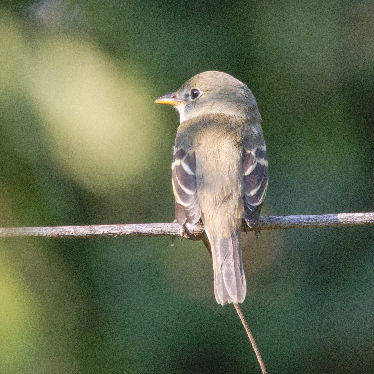 Alder/Willow Flycatcher (Traill's Flycatcher) - ML642526999