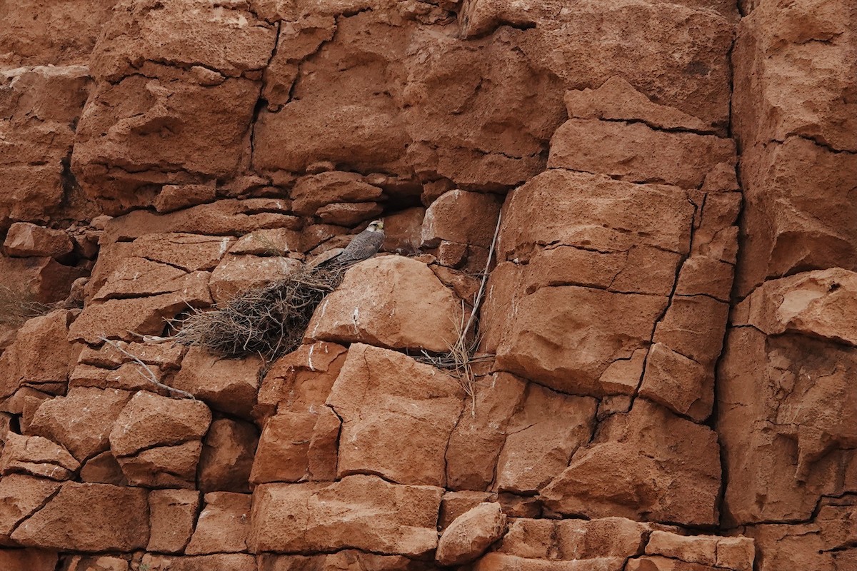 Lanner Falcon - ML642527000