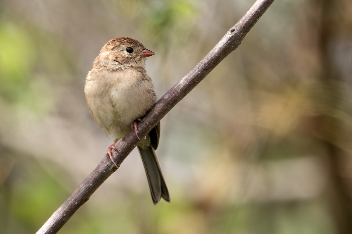 Field Sparrow - ML642527001