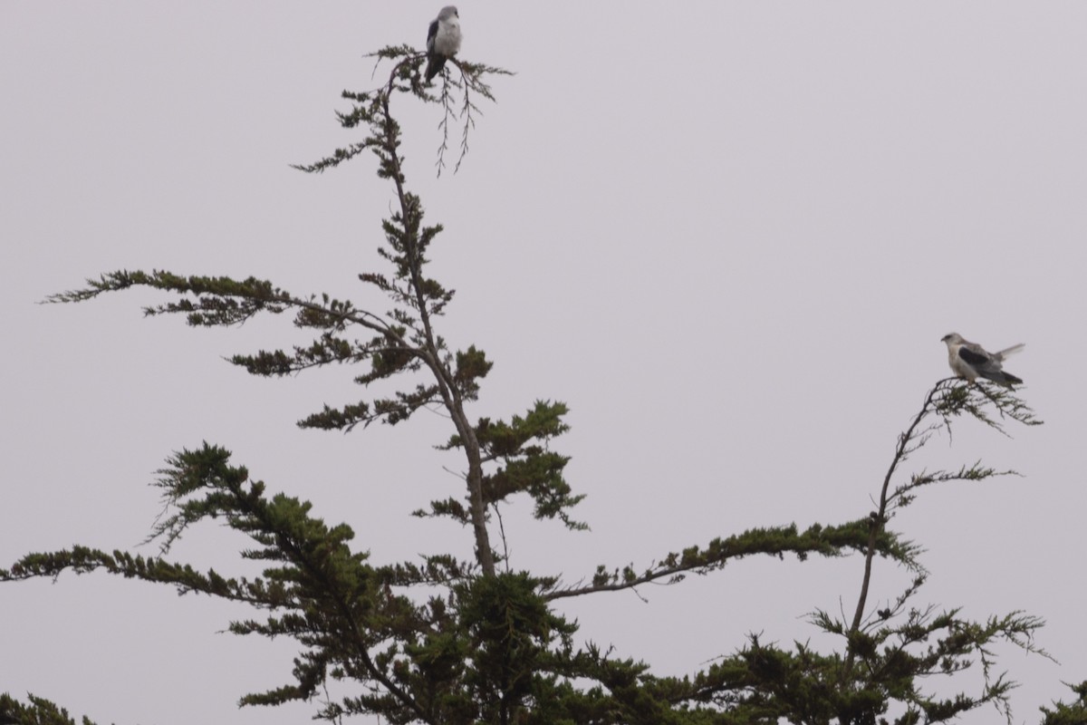 White-tailed Kite - ML642527013