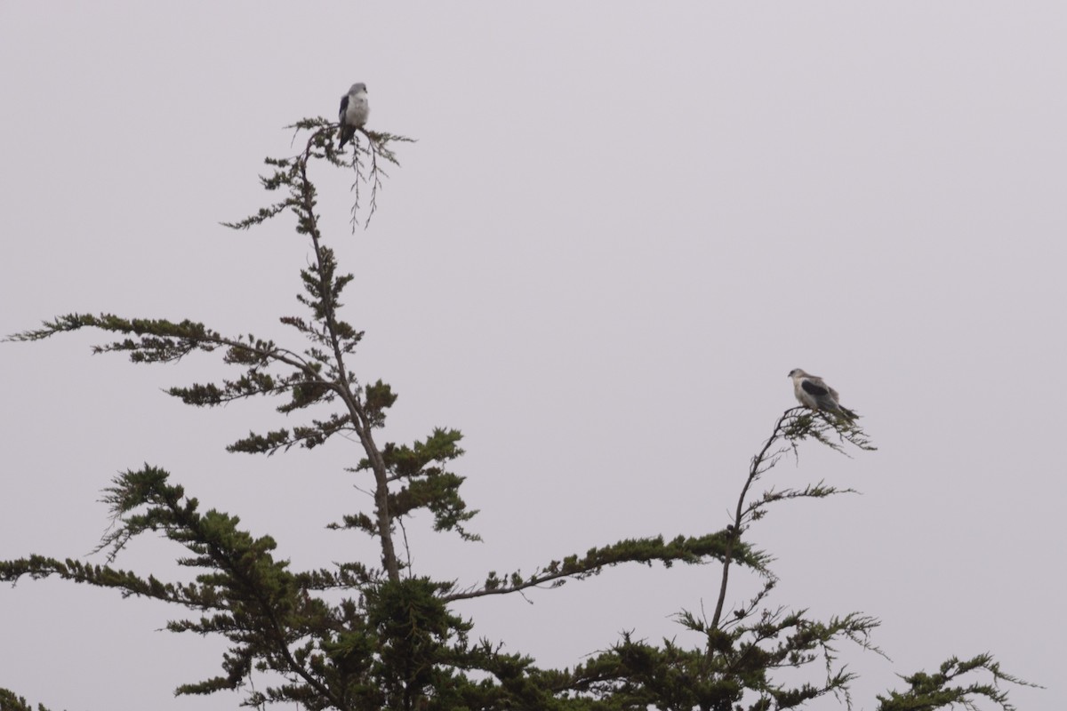 White-tailed Kite - ML642527014