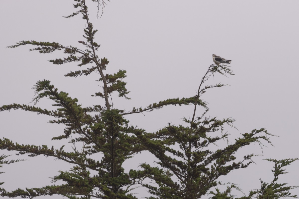 White-tailed Kite - ML642527016