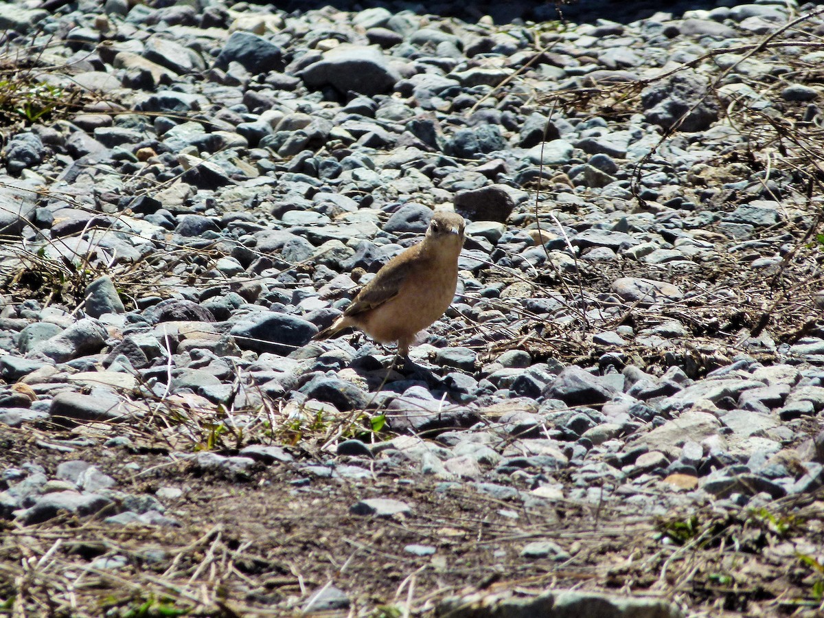Géositte à ailes rousses - ML642527065