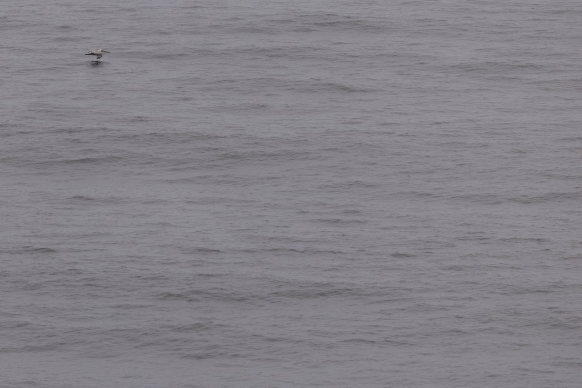 Brown Pelican - ML642527071