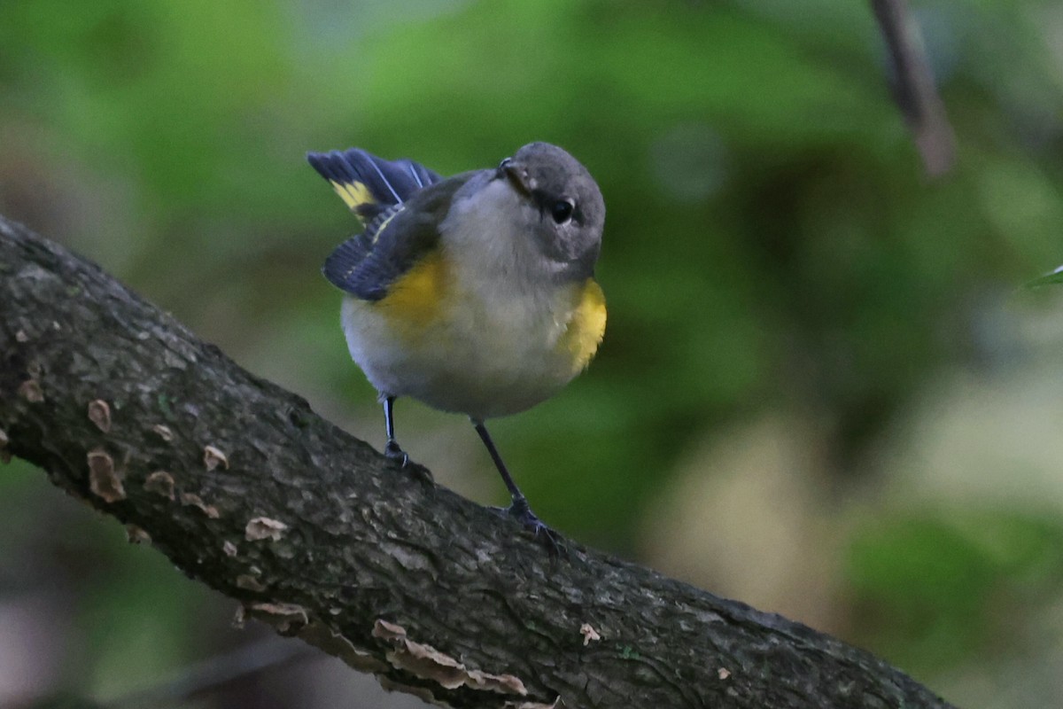 American Redstart - ML642527076