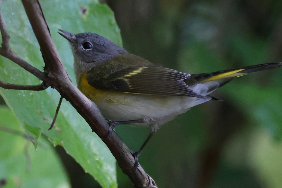 American Redstart - ML642527085