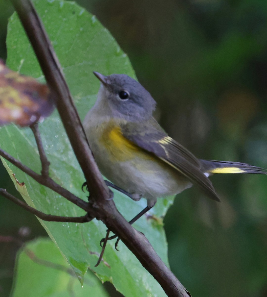 American Redstart - ML642527086