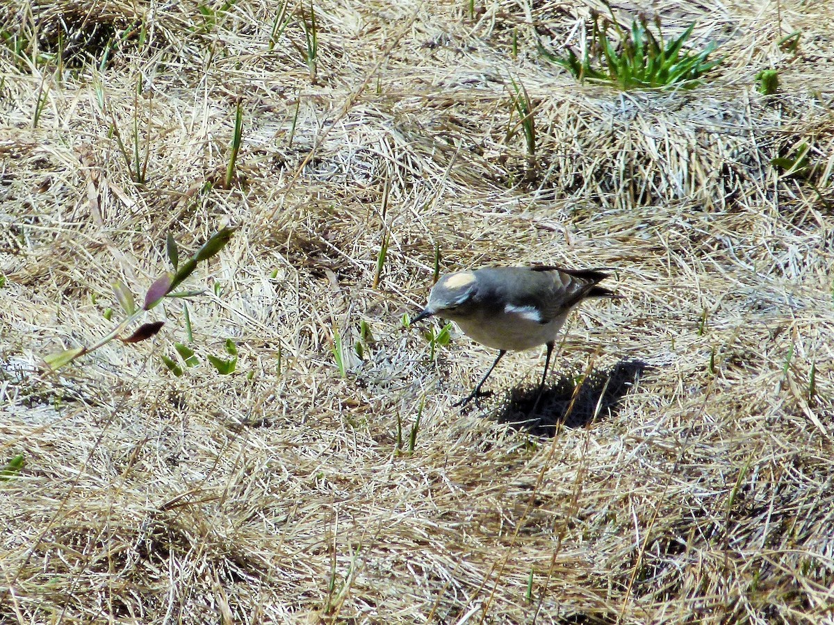 Ochre-naped Ground-Tyrant - ML642527089
