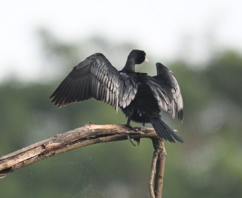 Indian Cormorant - ML642527098