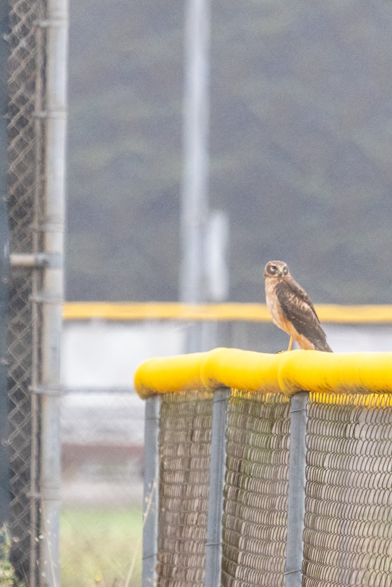 Northern Harrier - ML642527103
