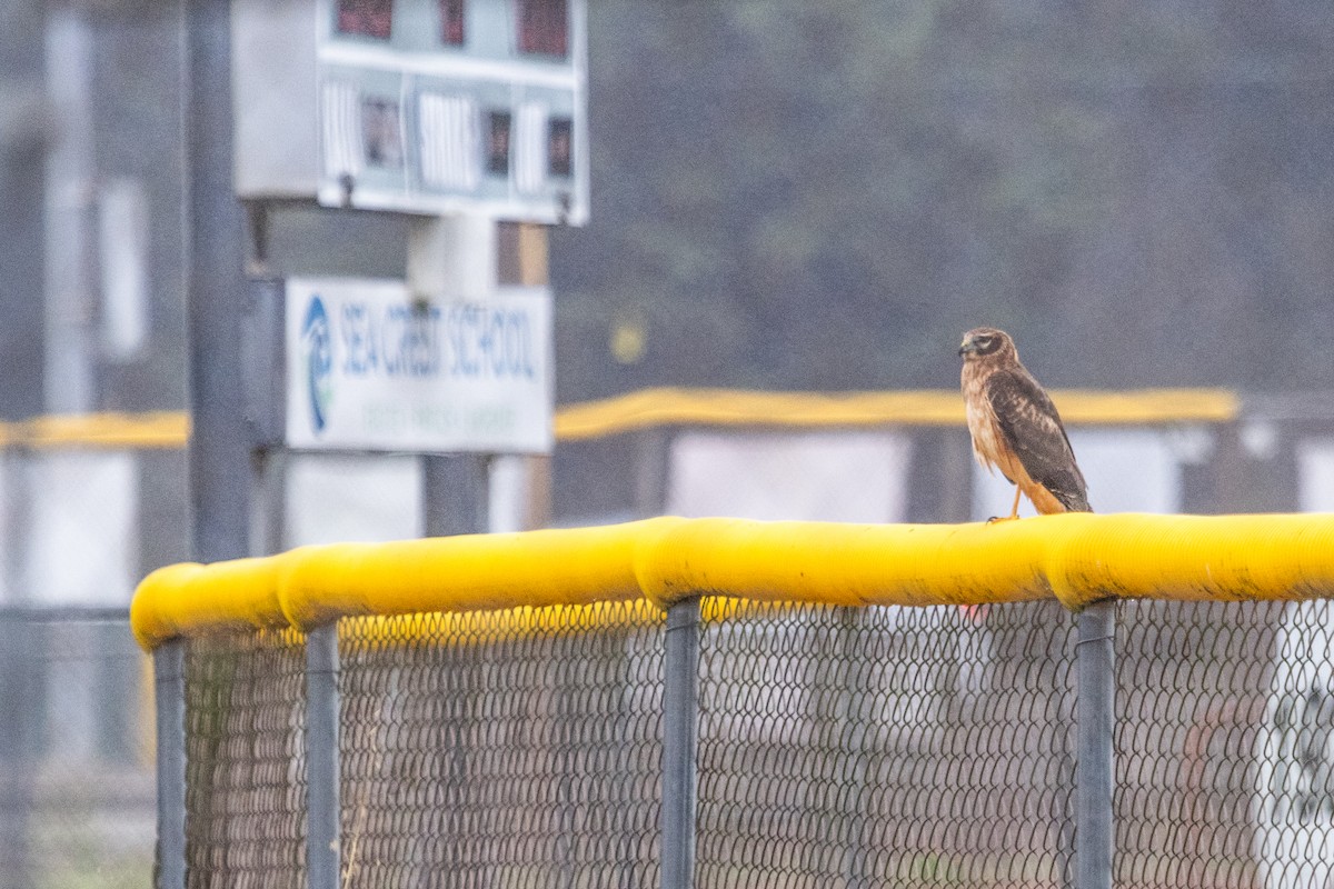 Northern Harrier - ML642527105