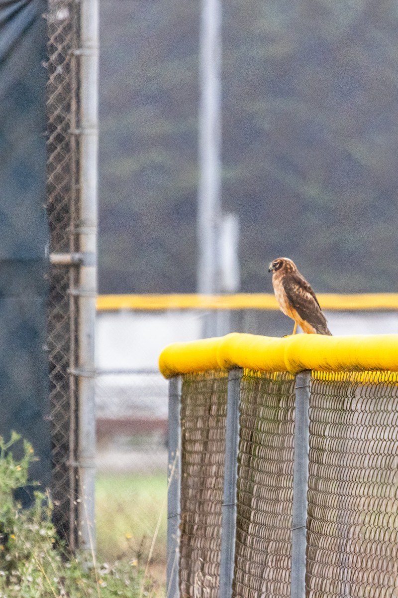Northern Harrier - ML642527106