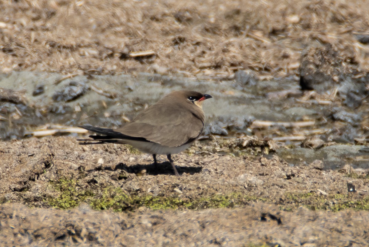 Collared Pratincole - ML642527109