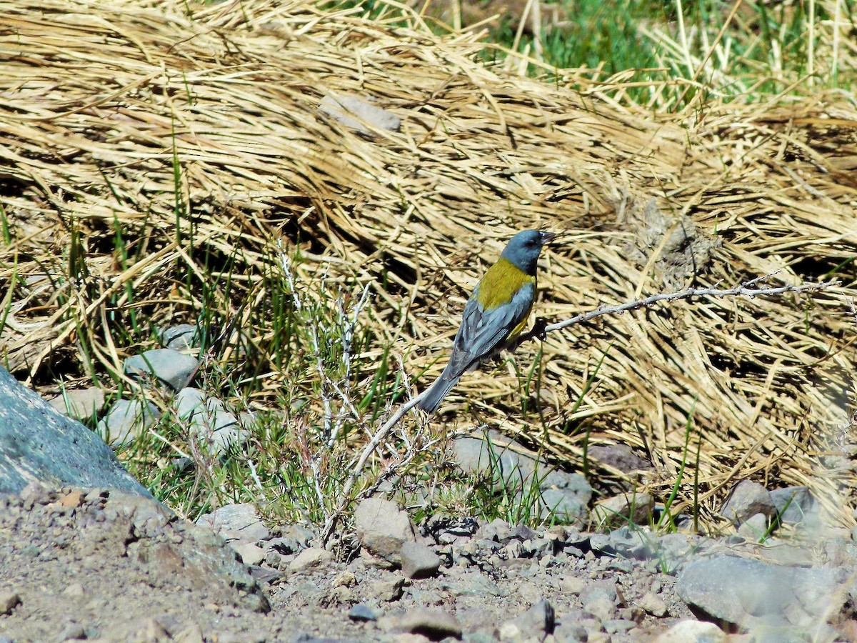 Gray-hooded Sierra Finch - ML642527134