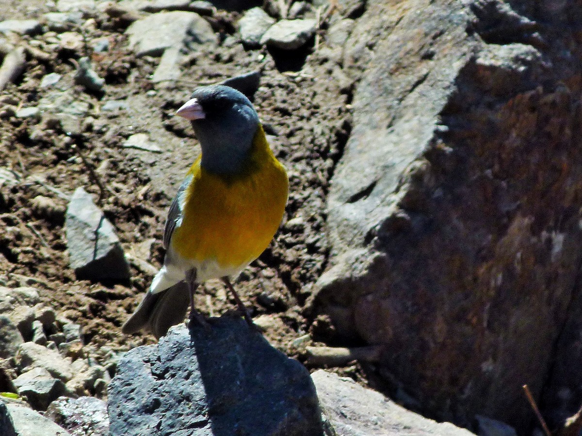 Gray-hooded Sierra Finch - ML642527135