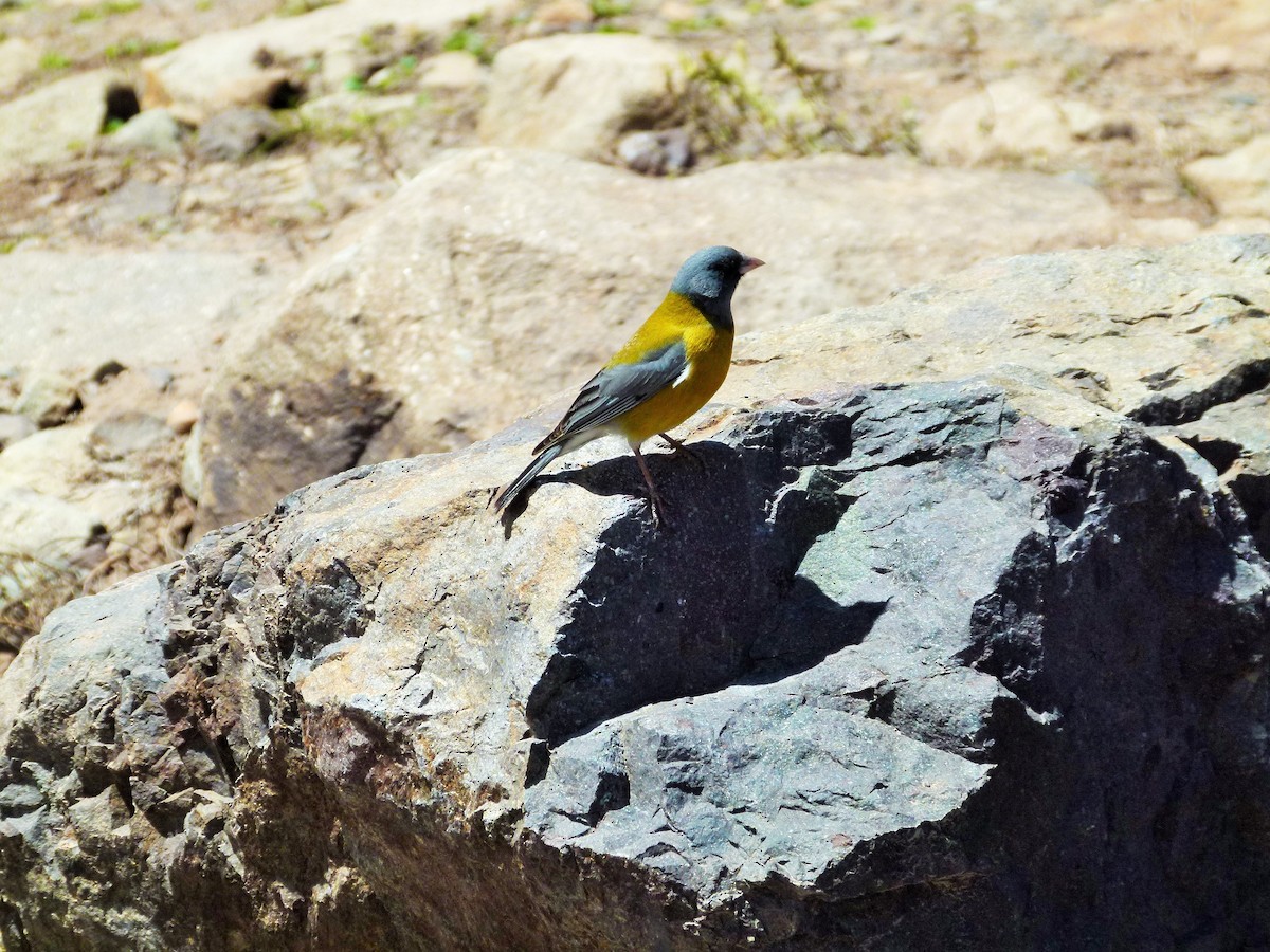 Gray-hooded Sierra Finch - ML642527136