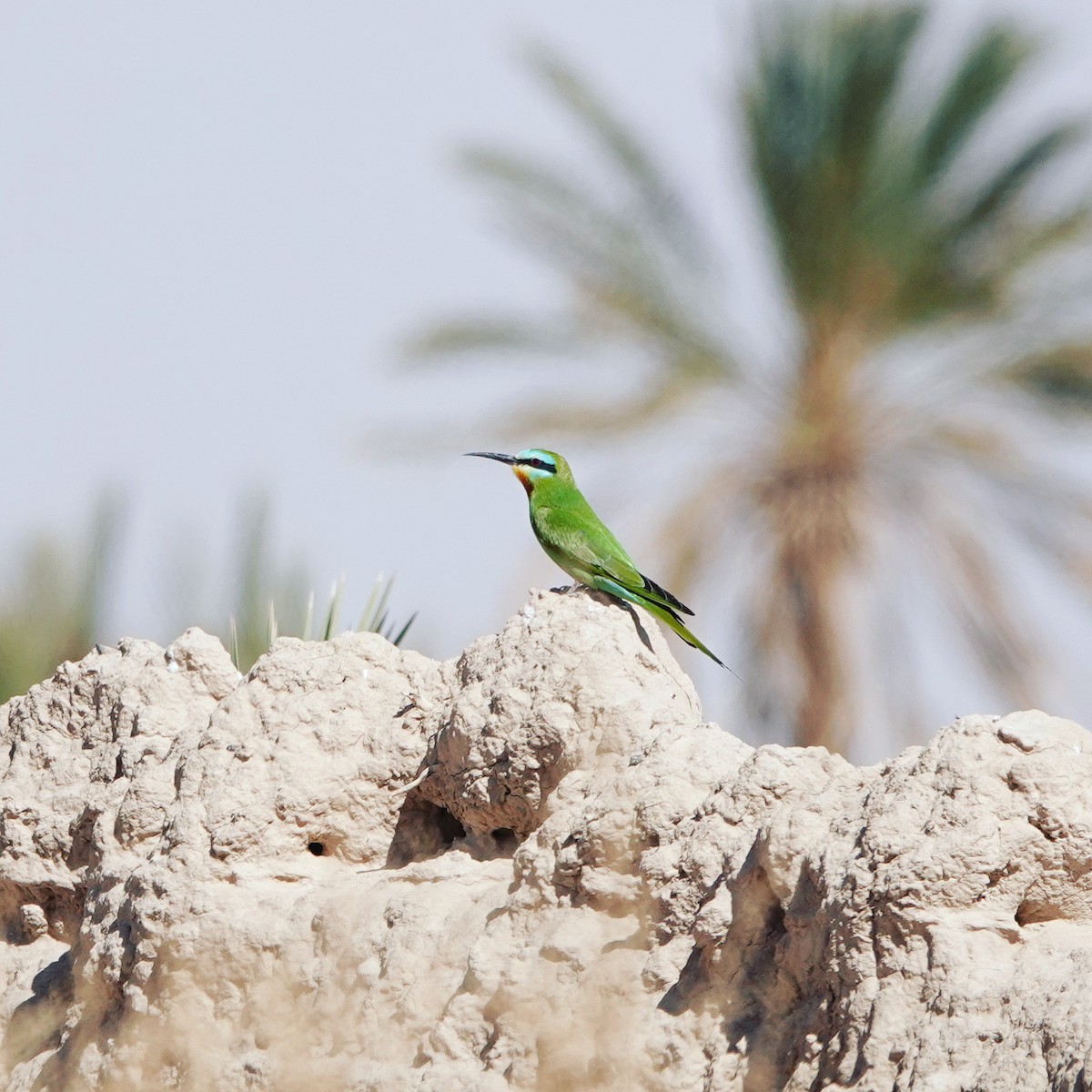 Blue-cheeked Bee-eater - ML642527168