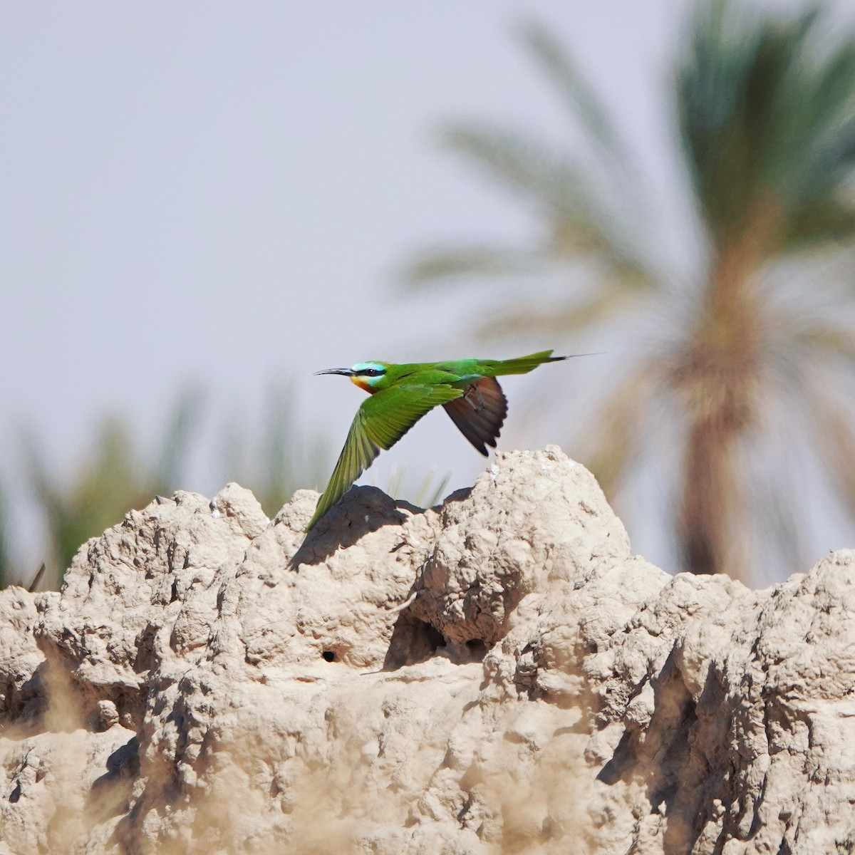 Blue-cheeked Bee-eater - ML642527169