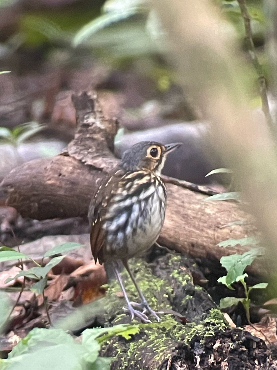 Grallaire à lunettes - ML642527195