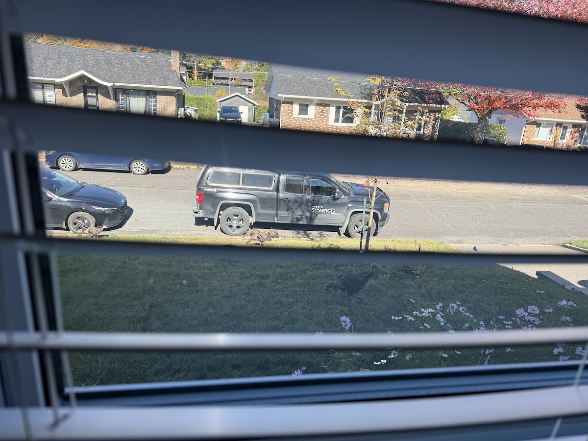 Wild Turkey - ML642527197