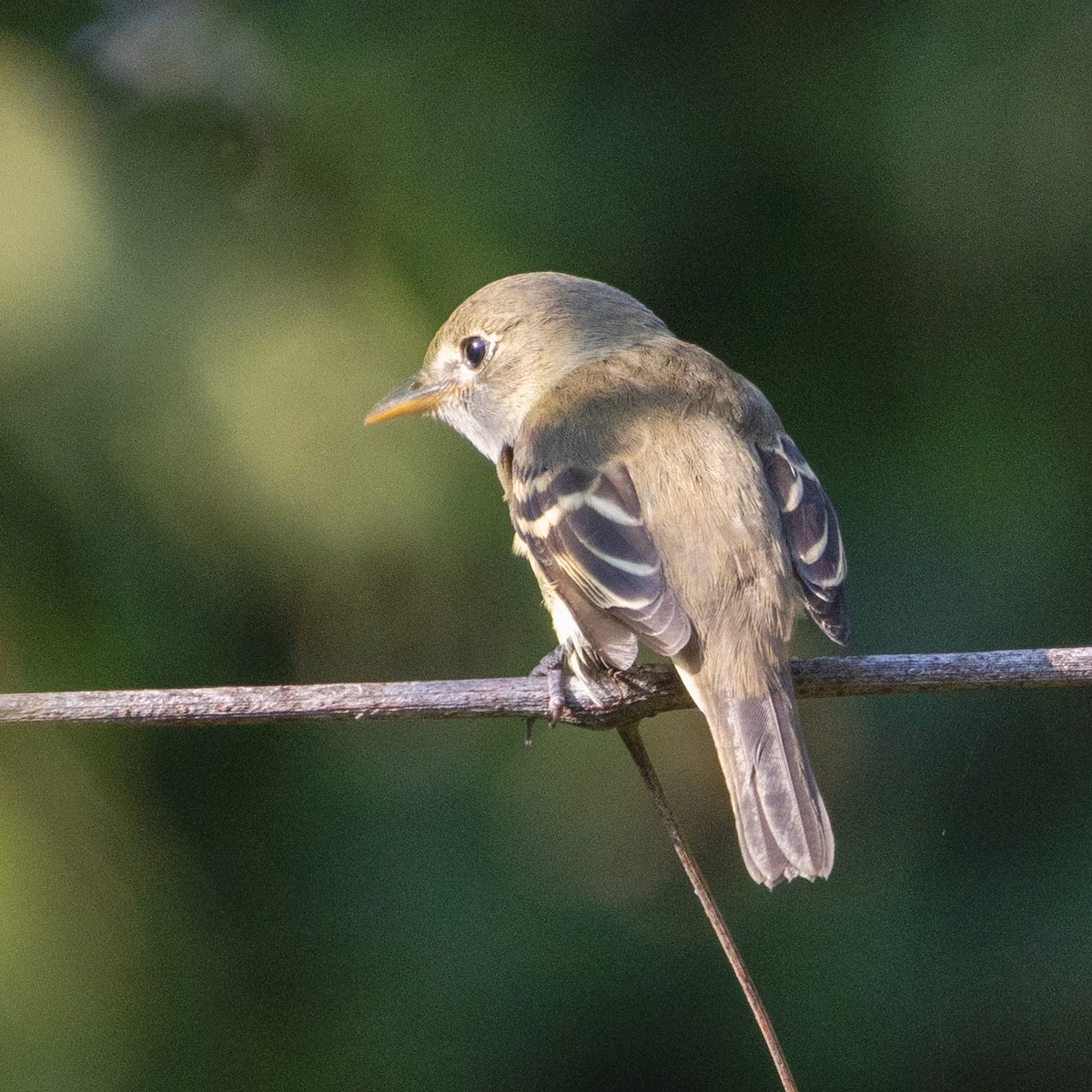 Alder/Willow Flycatcher (Traill's Flycatcher) - ML642527223
