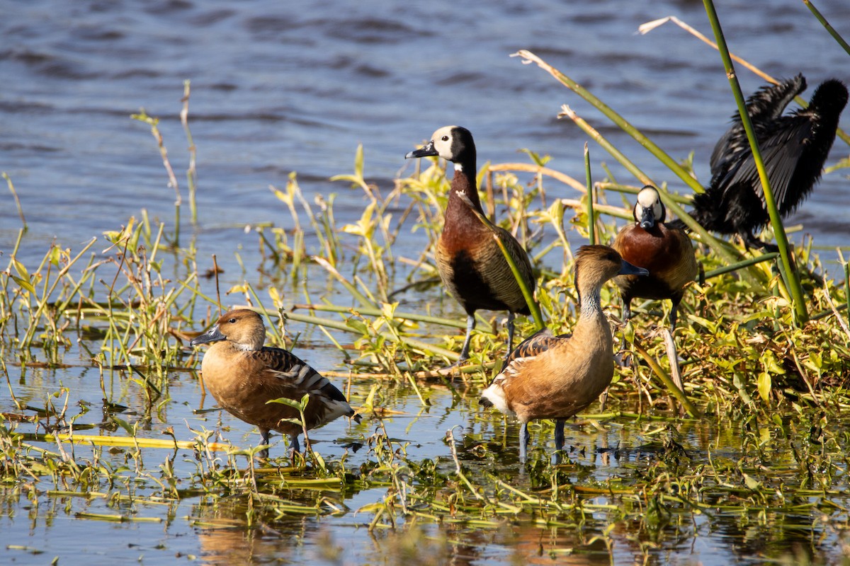 Fulvous Whistling-Duck - ML642527233