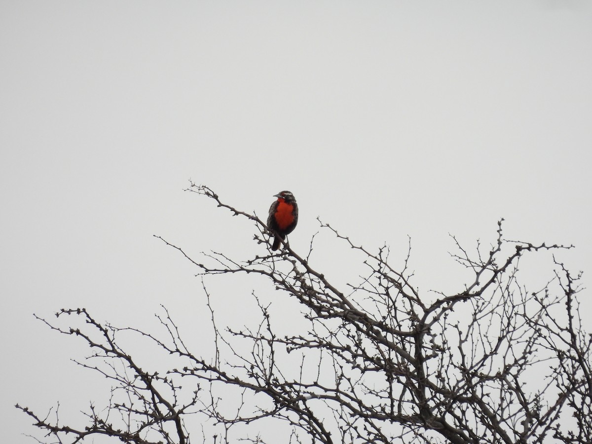 Long-tailed Meadowlark - ML642527237
