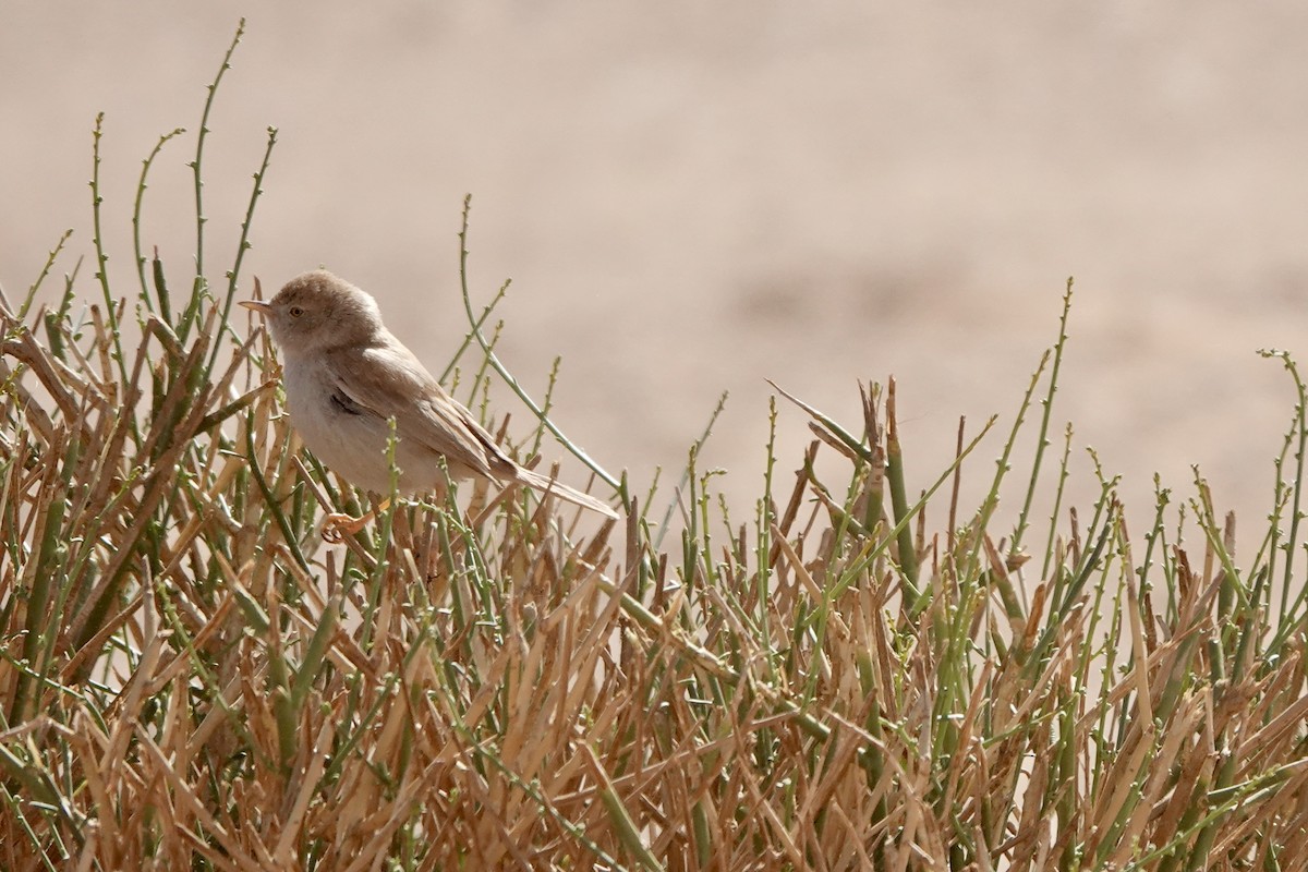 African Desert Warbler - ML642527238