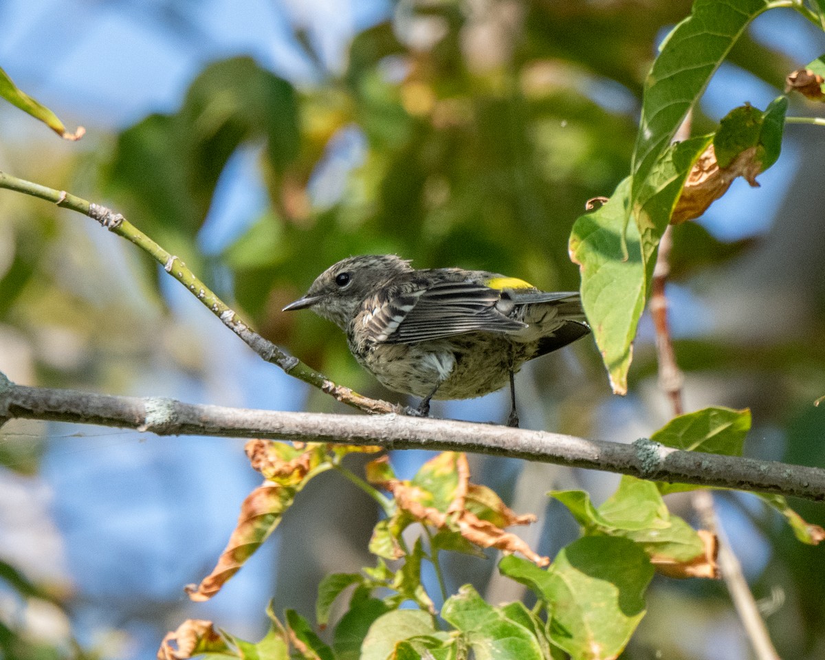 Yellow-rumped Warbler - ML642527255