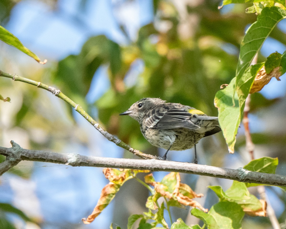 Yellow-rumped Warbler - ML642527256