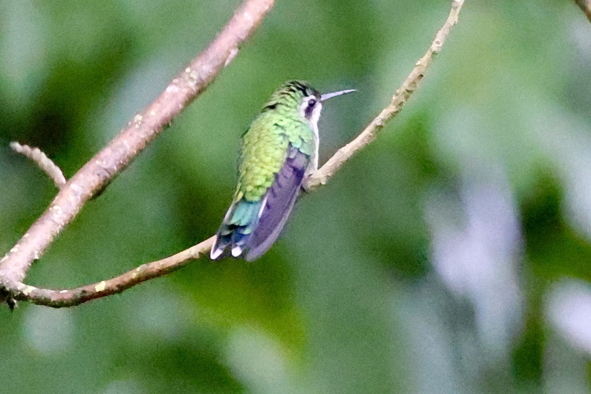 Cozumel Emerald - ML642527263